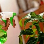 Чем опрыскивать комнатные растения от болезней