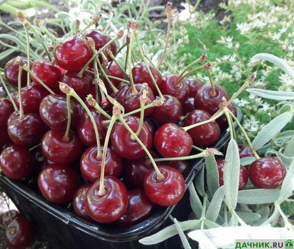 Секреты выращивания и ухода за десертной вишней Морозовка