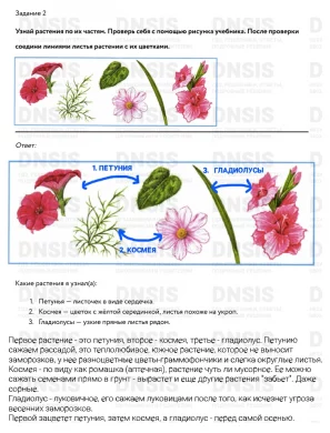 что растет на клумбе растения цветника