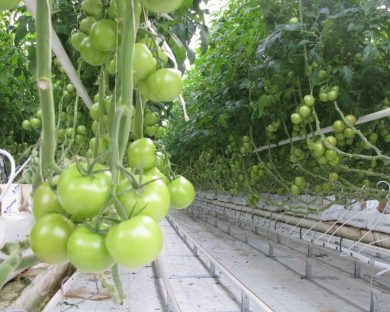 хозяйства по выращиванию овощей закрытого грунта