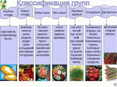 на какие сорта подразделяются овощи