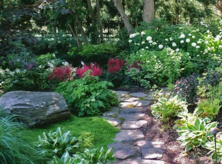 Какие кустарники лучше всего растут в тени: рекомендации садоводов