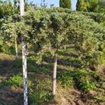 Современные тренды озеленения: почему деревья на штамбе снова в моде