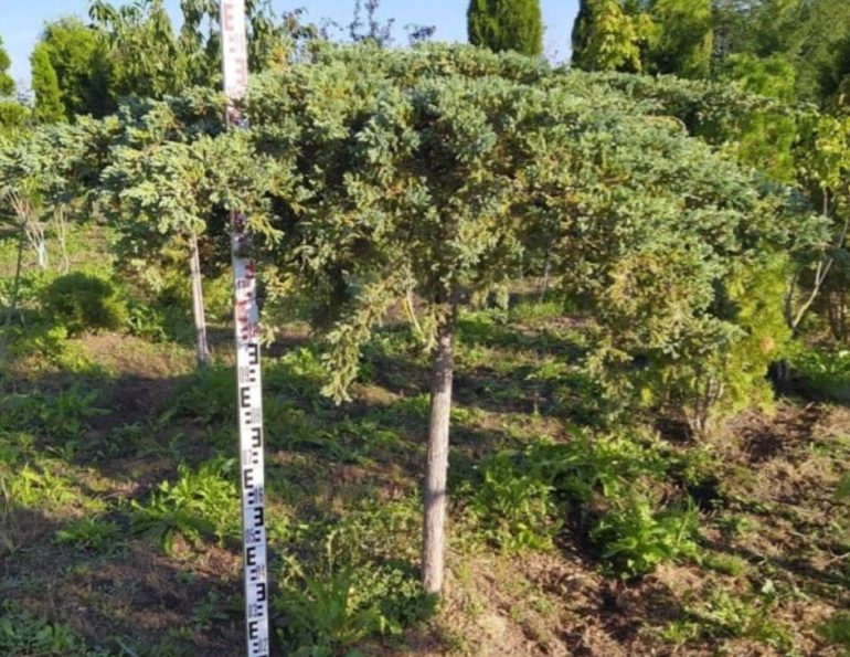 Современные тренды озеленения: почему деревья на штамбе снова в моде