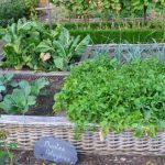 Огород без надрыва: 7 самых простых в выращивании овощей для занятых дачников и новичков