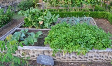 Огород без надрыва: 7 самых простых в выращивании овощей для занятых дачников и новичков