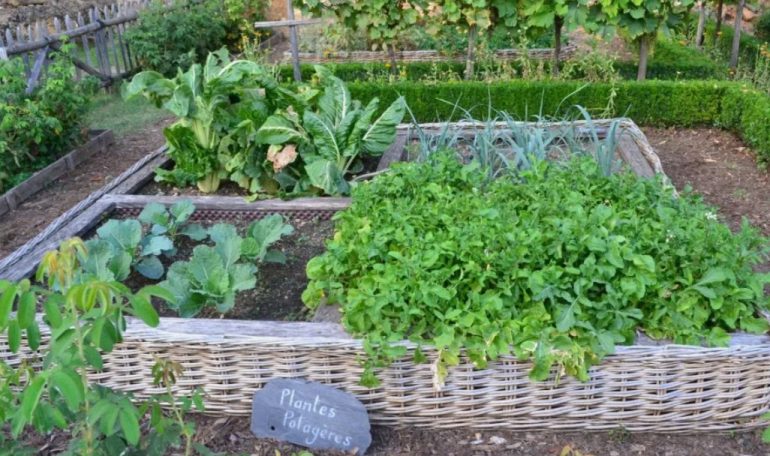 Огород без надрыва: 7 самых простых в выращивании овощей для занятых дачников и новичков